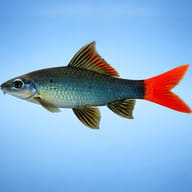 Red Tail Black Shark side-view illustration; actual fish and fin details vary - view 4