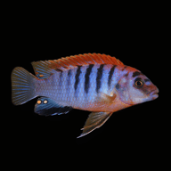 Real reference photograph of a Red Top Hongi Cichlid (Labidochromis sp. 'hongi'); individual fish vary - view 5