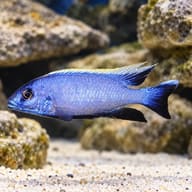 Red-Top Trematocranus, a metallic blue Lake Malawi cichlid with a pale yellow-white dorsal edge, swimming over sand in front - view 1