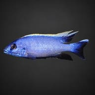 Red-Top Trematocranus in side profile on a dark background, showing the blue body, dark blue fins and pale dorsal edge - view 2