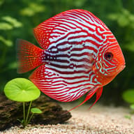 Red Turquoise Discus body pattern and fin detail — representative image - view 4