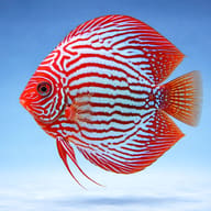 Side view of Red Turquoise Discus in a specialist discus setup — representative image - view 3