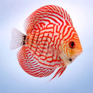 Side view of Red Turquoise High Body Discus (Symphysodon spp.) — representative image - view 3