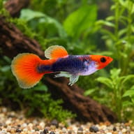 Male Red Tuxedo Koi Red Nose guppy with a red-orange face, pale front, blue-black tuxedo rear and orange-red tail in a - view 1