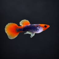 Male Red Tuxedo Koi Red Nose guppy on a dark background, showing the red nose, tuxedo pattern and orange tail - view 2