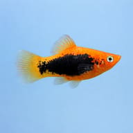 Side view of Red Tuxedo Platy Xiphophorus maculatus — representative image - view 3