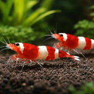 Two Red Wine Taiwan Bee Shrimp on dark substrate among green plants - view 2