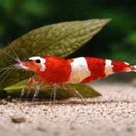 Red Wine Taiwan Bee Shrimp on pale sand in front of a broad leaf - view 4