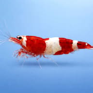 Side view of a red and white Red Wine Taiwan Bee Shrimp against pale blue - view 3