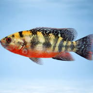 Redbelly tilapia (Tilapia zilli) — side profile on a plain background — representative image - view 3