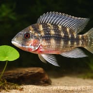 Redbreast Tilapia scale and flank pattern detail (Coptodon rendalli) — representative image - view 4