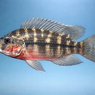 Side view of Redbreast Tilapia (Coptodon rendalli) — representative image - view 3