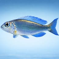 Redspot Callochromis — side profile on a plain background — representative image - view 3