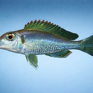 Redspot utinta Callochromis — side profile on a plain background — representative image - view 3