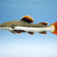 Yellowtail Redtail Catfish Phractocephalus hemioliopterus juvenile in a large aquarium — side profile on a plain background - view 3