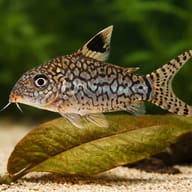 Reticulated Cory scale and plant reference for soft-sand aquariums — reference view - view 4