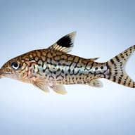 Side profile of Reticulated Cory showing network pattern — reference view - view 3