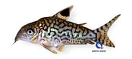 Reticulated Cory / Network Cory (Brochis reticulata), 3-4cm stock - view 5