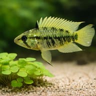 Reticulosa Dwarf Cichlid Red Mask (Apistogramma resticulosa) - scale view — representative image - view 4