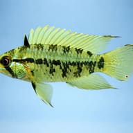 Reticulosa Dwarf Cichlid Red Mask (Apistogramma resticulosa) - side profile — representative image - view 3