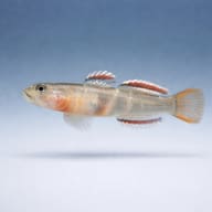 Rhinogobius red white edge 3 — side profile on a plain background — representative image - view 3
