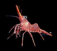 Medium Rhynchocinetes durbanensis dancing camel shrimp with red and white markings on live rock in a marine aquarium - view 5