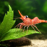 Marine Aquarium Livestock — Rhynchocinetes durbanensis Dancing Camel Shrimp — close view showing fin and scale detail - view 4