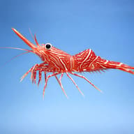 Marine Aquarium Livestock — Rhynchocinetes durbanensis Dancing Camel Shrimp — side profile on a plain background - view 3