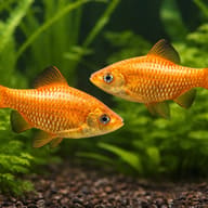 Rosy Barb Diamond — pair in a planted aquarium — representative image - view 2