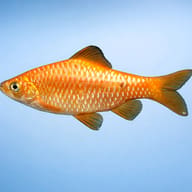 Rosy Barb Diamond — side profile on a plain background — representative image - view 3