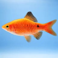 Rosy Barb Gold — side profile on a plain background — representative image - view 3