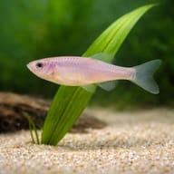 Rosy Danio Shoal Danio roseus — Rosy Danio rosy body and fin detail — representative image - view 4