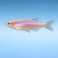 Side view of Rosy Danio Danio roseus — representative image - view 3