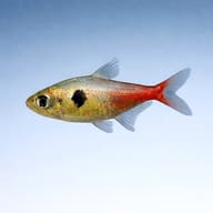 Rosy Phantom Tetra (Megalamphodus roseus) — side profile on a plain background — representative image - view 3