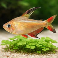 Rosy Tetra — close view showing fin and scale detail — representative image - view 4