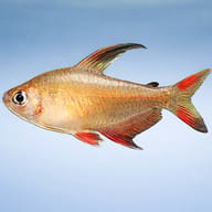 Rosy Tetra — side profile on a plain background — representative image - view 3