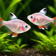 Ornate Tetra white fin — Rosy Tetra — South American Tetra — pair in a planted aquarium — representative image - view 2