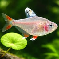 Ornate Tetra white fin — Rosy Tetra — South American Tetra — close view showing fin and scale detail — representative image - view 4