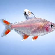 Ornate Tetra white fin — Rosy Tetra — South American Tetra — side profile on a plain background — representative image - view 3