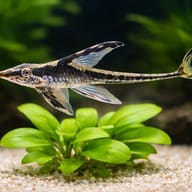 Royal Whiptail Catfish (Sturisomatichthys panamensis) (Sturisoma panamense) with plants showing scale — representative image - view 4