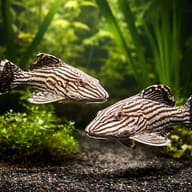 Royal panaque (Panaque nigrolineatus) — pair in a planted aquarium — representative image - view 2