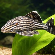 Royal panaque (Panaque nigrolineatus) — close view showing fin and scale detail — representative image - view 4