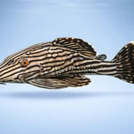 Royal panaque (Panaque nigrolineatus) — side profile on a plain background — representative image - view 3