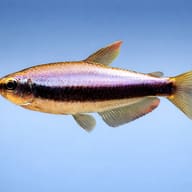 Emperor Tetra side profile on a plain background — representative image - view 3