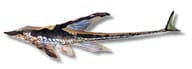Royal Whiptail Catfish (Sturisomatichthys panamensis) exact - view 5
