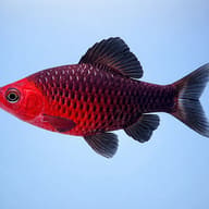 Black Ruby Barb (Pethia nigrofasciata) side profile showing barb body shape — representative image - view 3
