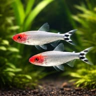 Two Rummy Nose Tetras swimming together above dark gravel and green plants - view 3