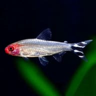 Rummy Nose Tetra with a red head and striped tail against a dark planted background - view 1