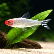 Rummy Nose Tetra swimming past broad green leaves above pale sand - view 5