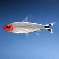Side view of a Rummy Nose Tetra with translucent fins against blue - view 4